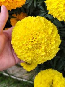 IMG_20250917_152718.jpg