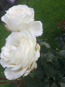 IMG_20250918_085552_767.jpg