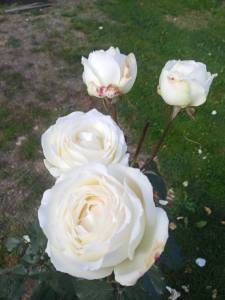 IMG_20250918_085855_948.jpg