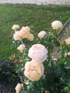 IMG_20250918_090126_330.jpg