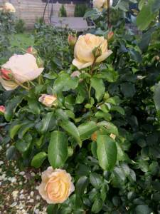 IMG_20250918_090225_000.jpg