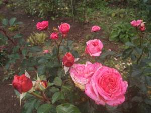 IMG_20250919_113546.thumb.jpg.885bb4921ec7a3cba09b3179922bbe36.jpg