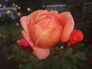 IMG_20250919_114125.thumb.jpg.467a513cbcb1ace861b62e38e1873c2a.jpg