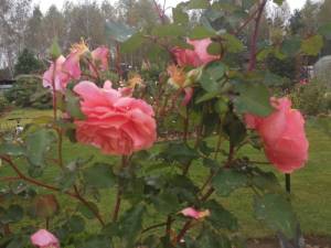 IMG_20250919_114318.thumb.jpg.b157d872094ff63b1af5bb7e7a86112f.jpg