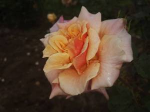 IMG_20250919_114431.thumb.jpg.334c2f788e42746d33d34af77acf6a46.jpg