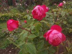 IMG_20250919_114558.thumb.jpg.274c529867ee580cff37b067adc9b141.jpg