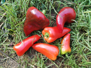 IMG_20250920_130236.thumb.png.06a572b40c39cebea1eda79d13a14172.png