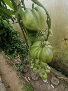 IMG_20250920_132012.thumb.jpg.69d87448a9495fc93fa758c276ce00bc.jpg
