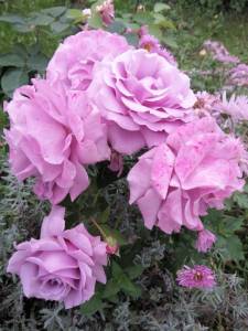 IMG_20250921_164148.jpg
