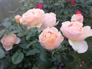IMG_20250921_164424.jpg
