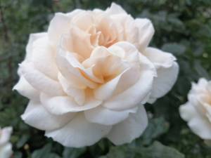 IMG_20250921_164524.jpg