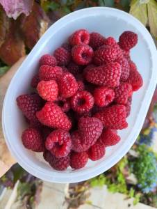 IMG_20250922_172737.thumb.jpg.eff549de1c4a3ce1194d17d6b73c6187.jpg