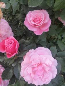 IMG_20250922_180436.jpg