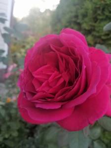 IMG_20250922_180517.jpg