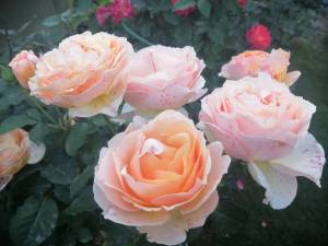 IMG_20250922_180555.jpg
