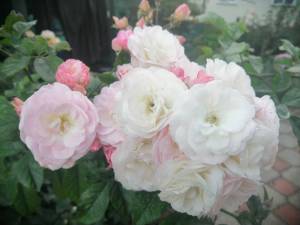 IMG_20250922_180655.jpg
