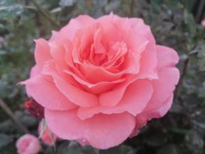 IMG_20250922_180755.jpg