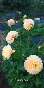 IMG_20250924_090742.jpg