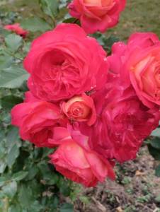 IMG_20250924_125306.jpg