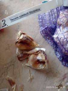 IMG_20250924_142503.thumb.jpg.b38df42bf8cee21708c4371273c7edb5.jpg