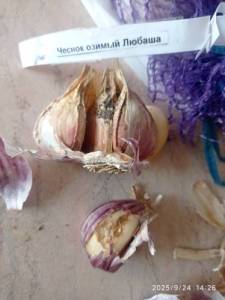 IMG_20250924_142656.thumb.jpg.659f1e425f6b590bdcc6afe0c74104f7.jpg