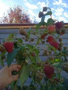 IMG_20250925_120916.jpg