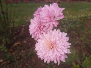 IMG_20250925_145621.thumb.jpg.b1a557c18df1873ad81942db81d63c7a.jpg