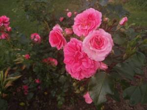 IMG_20250925_150008.thumb.jpg.063a6953a89a132cda113839b9b3144f.jpg