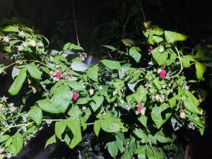 IMG_20250925_203719.jpg
