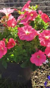 IMG_20250926_152101.thumb.jpg.81292a68f3a62842752b0afb8ecc33d8.jpg
