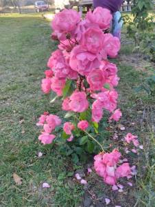 IMG_20250926_163348.jpg