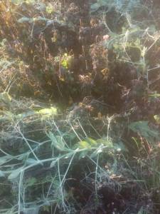 IMG_20250926_173810.thumb.jpg.6d3962f2c961918d3f6ce49fa8a53240.jpg
