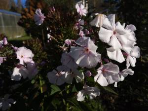 IMG_20250930_103247.thumb.jpg.a63ebca12f6cca94644f80ac80950f61.jpg