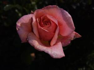 IMG_20250930_103315.thumb.jpg.515e73bc2e25c5399116919f2862e358.jpg