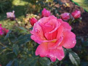 IMG_20250930_103602.thumb.jpg.7da1f19560acfb42dbd9dce9c2da9b00.jpg