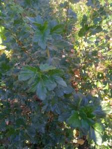 IMG_20250930_173827.jpg