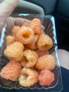 IMG_2167.jpeg