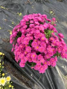 IMG_3720.jpeg