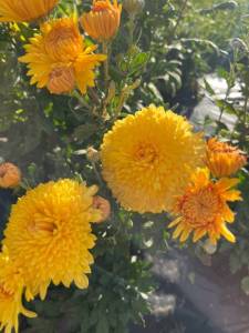 IMG_3724.jpeg