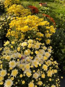 IMG_3725.jpeg