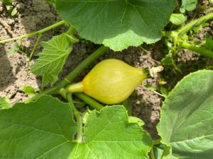 IMG_3843.jpeg