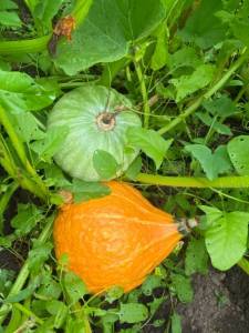 IMG_4062.jpeg