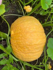 IMG_4170.thumb.jpeg.8677034d9ecd5e6e1fe967ada3aa4877.jpeg