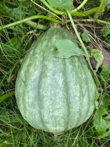 IMG_4519.jpeg