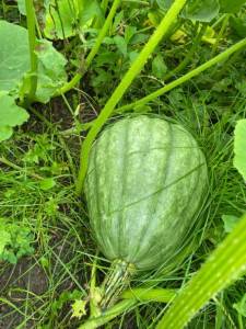 IMG_4520.jpeg