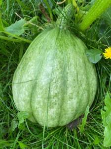 IMG_4522.jpeg