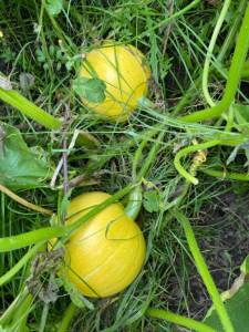IMG_4524.thumb.jpeg.2ecda4c51c1f8d507988988373d61e8c.jpeg