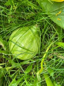 IMG_4526.jpeg