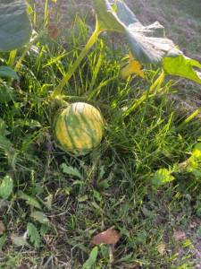 IMG_4592.jpeg
