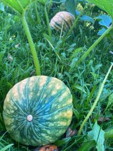 IMG_4600.jpeg